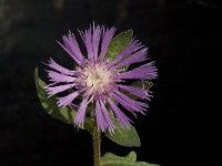 Centaurea pullata 10, Saxifraga-Willem van Kruijsbergen