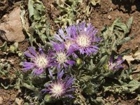 Centaurea pullata 2, Saxifraga-Jan van der Straaten