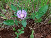 Centaurea pullata 24, Saxifraga-Ed Stikvoort