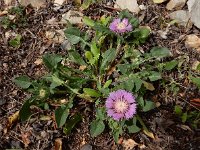 Centaurea pullata 27, Saxifraga-Ed Stikvoort