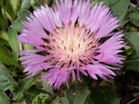 Centaurea pullata 28, Saxifraga-Ed Stikvoort