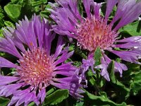 Centaurea pullata 31, Saxifraga-Hans Grotenhuis