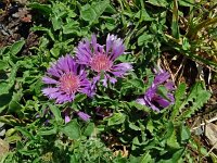 Centaurea pullata 33, Saxifraga-Hans Grotenhuis