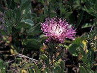 Centaurea pullata 4, Saxifraga-Jan van der Straaten