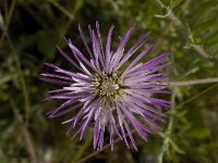 Centaurea pullata 9, Saxifraga-Willem van Kruijsbergen