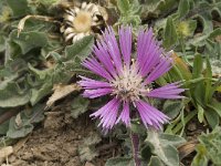 Centaurea pullata ssp pullata 12, Saxifraga-Jan van der Straaten