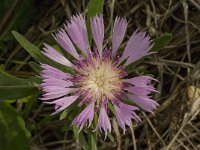 Centaurea pullata ssp pullata 13, Saxifraga-Willem van Kruijsbergen