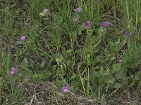 Centaurea pullata ssp pullata 14, Saxifraga-Willem van Kruijsbergen