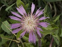 Centaurea pullata ssp pullata 18, Saxifraga-Jan van der Straaten