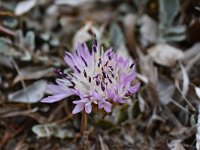 Centaurea pumilo 2, Saxifraga-Harry Jans