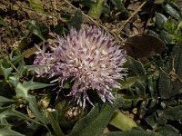 Centaurea raphanina 2, Saxifraga-Jan van der Straaten