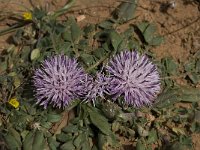 Centaurea raphanina 4, Saxifraga-Willem van Kruijsbergen