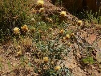 Centaurea reflexa