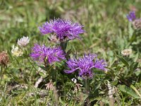 Centaurea rhaetica