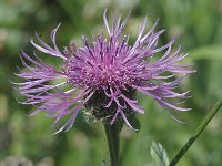 Centaurea scabiosa 2, Grote centaurie, Saxifraga-Jan van der Straaten