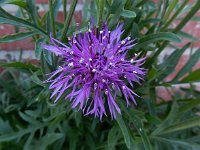 Centaurea scabiosa 22, Grote centaurie, Saxifraga-Ed Stikvoort