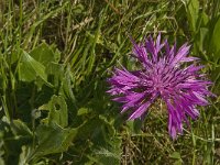 Centaurea sphaerocephala 11, Saxifraga-Jan van der Straaten