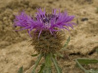 Centaurea sphaerocephala 16, Saxifraga-Willem van Kruijsbergen