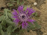 Centaurea sphaerocephala 17, Saxifraga-Willem van Kruijsbergen