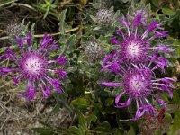 Centaurea sphaerocephala 19, Saxifraga-Willem van Kruijsbergen