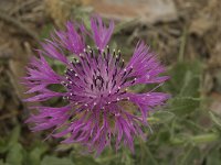 Centaurea sphaerocephala 22, Saxifraga-Jan van der Straaten