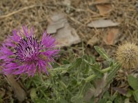 Centaurea sphaerocephala 23, Saxifraga-Jan van der Straaten