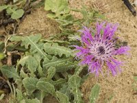 Centaurea sphaerocephala 24, Saxifraga-Jan van der Straaten