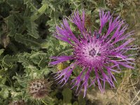 Centaurea sphaerocephala 28, Saxifraga-Jan van der Straaten