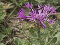 Centaurea sphaerocephala 29, Saxifraga-Jan van der Straaten