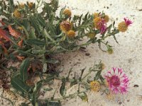 Centaurea sphaerocephala 3, Saxifraga-Piet Zomerdijk