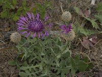 Centaurea sphaerocephala 32, Saxifraga-Willem van Kruijsbergen