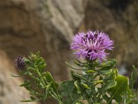 Centaurea sphaerocephala 34, Saxifraga-Jan van der Straaten