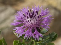 Centaurea sphaerocephala 35, Saxifraga-Jan van der Straaten