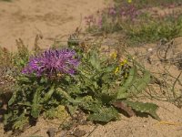 Centaurea sphaerocephala 37, Saxifraga-Jan van der Straaten