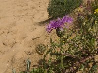 Centaurea sphaerocephala 38, Saxifraga-Jan van der Straaten