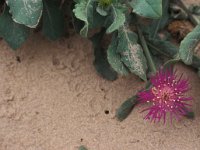 Centaurea sphaerocephala 4, Saxifraga-Piet Zomerdijk