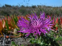 Centaurea sphaerocephala 40, Saxifraga-Ed Stikvoort