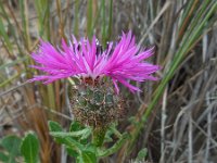 Centaurea sphaerocephala 41, Saxifraga-Ed Stikvoort