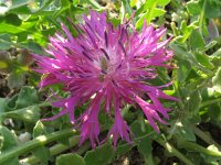 Centaurea sphaerocephala 6, Saxifraga-Rutger Barendse