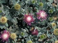 Centaurea sphaerocephala 8, Saxifraga-Jan van der Straaten