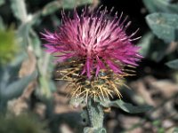 Centaurea sphaerocephala 9, Saxifraga-Jan van der Straaten