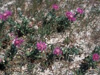 Centaurea sphaerocephala ssp polyacantha 51, Saxifraga-Jan van der Straaten