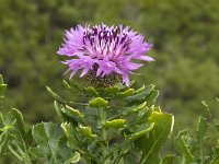 Centaurea sphaerocephala ssp sphaerocephala 13, Saxifraga-Willem van Kruijsbergen