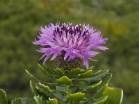 Centaurea sphaerocephala ssp sphaerocephala 14, Saxifraga-Willem van Kruijsbergen