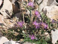 Centaurea spinosociliata 3, Saxifraga-Jasenka Topic