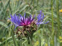 Centaurea triumfettii 11, Saxifraga-Jeroen Willemsen