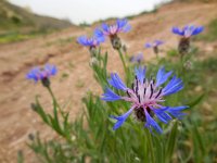 Centaurea triumfettii 8, Saxifraga-Ed Stikvoort