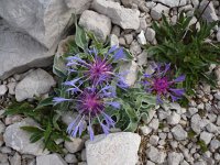 Centaurea triumphetii 3, Saxifraga-Jasenka Topic