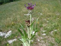 Centaurea triumphetii 4, Saxifraga-Jasenka Topic