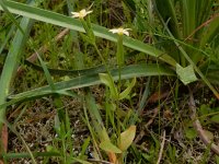 Centaurium bianoris 3, Saxifraga-Peter Meininger